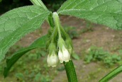 Common Comfrey