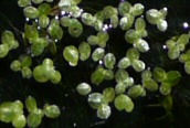 Common Duckweed