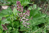Common Fumitory