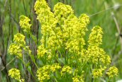 Common Wintercress