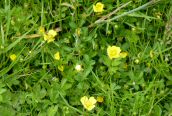 Creeping Cinquefoil