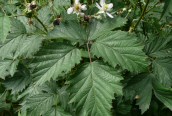 Cut-leaved Bramble