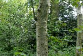 Downy Birch