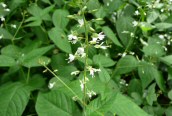 Enchanter's Nightshade