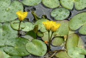 Fringed Water-lily