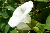 Great Bindweed