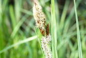 Great Pond Sedge