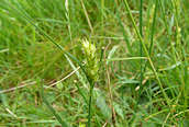 Hairy Sedge