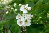 Common Hawthorn