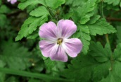 Herb Robert