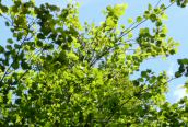 Hybrid Black Poplar