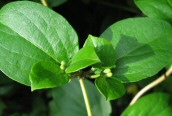 Japanese Honeysuckle