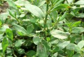 Knotgrass