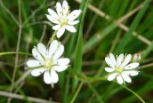 Lesser Stitchwort 