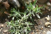 Marsh Cudweed