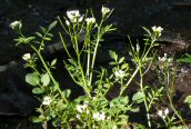 One-rowed Watercress