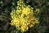 Oregon Grape