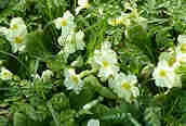 Primrose