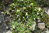 Procumbent Pearlwort