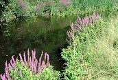 Purple Loosestrife