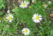 Scented Mayweed