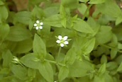 Three-veined Sandwort