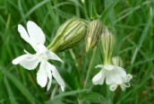 White Campion
