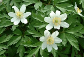 Wood Anemone