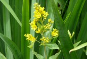 Yellow Loosestrife