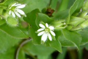 Common Chickweed