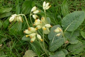Cowslip
