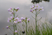Cuckoo Flower