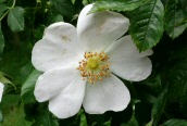 Dog Rose