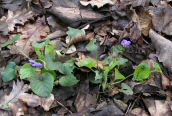 Common Dog Violet