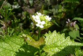Garlic Mustard