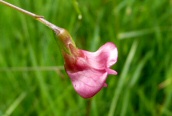 Grass Vetchling