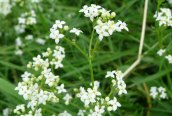 Heath Bedstraw