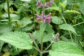 Hedge Woundwort