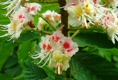 Horse Chestnut