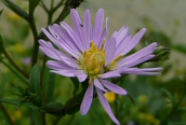 Michaelmas Daisy