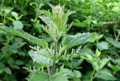Nettle