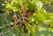 Pedunculate Oak