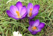 Purple Garden Crocus