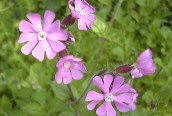 Red Campion