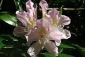 Rhododendron