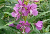 Rosebay Willow-herb