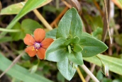 Scarlet Pimpernel