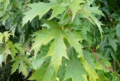 Silver Maple