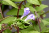 Skullcap