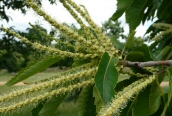 Sweet Chestnut